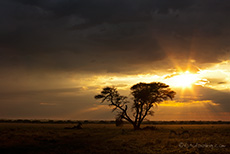 Regenstimmung in der Kalahari