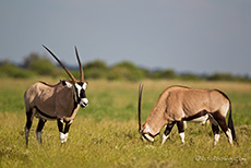 Oryxantilopen beim Grasen