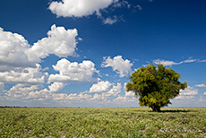 saftiges Grün in der Kalahari