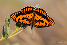 afrikanischer Schmetterling