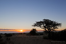 nebliger Morgen in der Kalahari