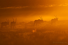 Oryx im Licht des Sonnenuntergangs