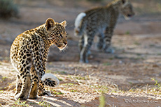 die zwei Kleinen Leoparden