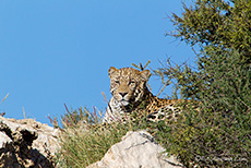 Leopard - vielleicht der Vater der Jungen