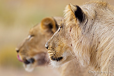 zwei junge Löwen