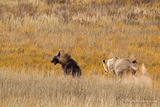 Meinungsverschiedenheit mit einer brauen Hyäne