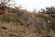 eine neue Leopardenfamilie