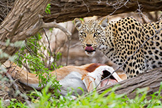 Die Leopardin am Riss