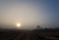 Die Kalahari im Nebel