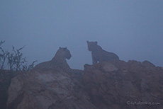 Leoparden im Nebel