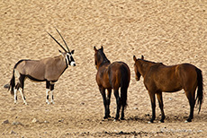 Oryx trifft auf Wildpferde