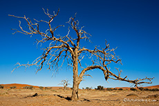 Alter Baum in der Namib