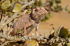 Wüsten-Chamäleon (Chamaeleo namaquensis)