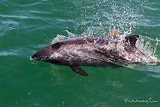 Delfine begleiten unser Katamaran