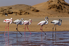 Fototour zu den Flamingos