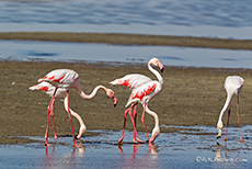Flamingos bei Walvis Bay