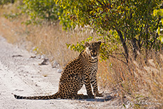 Ein Leopard kreuzt unseren Weg, Etosha Nationalpark