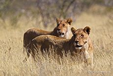 Zwei Löwinnen auf der Jagd, Etosha Nationalpark