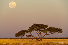 Mondaufgang über dem Etosha Nationalpark