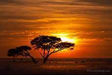 Unser Sonnenaufgangsbaum, Etosha Nationalpark