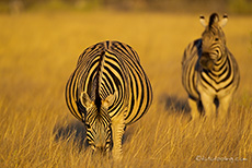 Zebras im schönsten Licht, Etosha Nationalpark