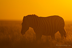 Zebra im Sonnenuntergang, Etosha Nationalpark