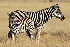 Zebramutter mit Baby, Etosha Nationalpark