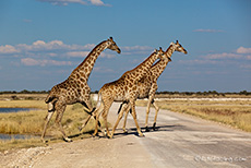 Giraffen kreuzen unseren Weg, Etosha Nationalpark