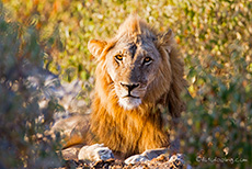 Erschöpfter Löwe nach der Paarung, Etosha Nationalpark