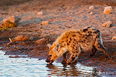 Hyäne beim Trinken am Wasserloch von Chudop