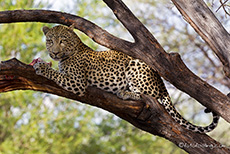 Leopardenfütterung im Baum, Düsternbrook