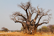 riesiger Baobab