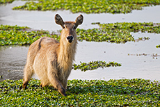 Wasserbock im Longpool, Mana Pools Nationalpark