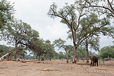 riesige Bäume mit klitzekleinen Elefanten