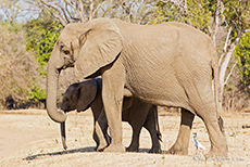 kleine Elefantenfamilie