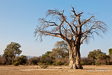 angeknabberter Baobab