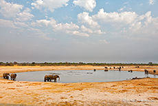 viele Elefanten am Wasserloch