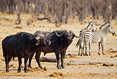 Büffel und Zebras am Wasserloch