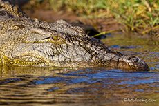 Krokodil am Chobe