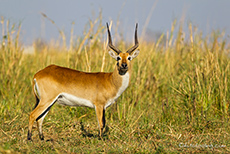 Litschi Moorantilope