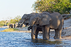 Elefanten am Abend