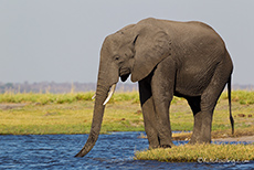 gelassener Elefant