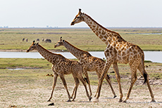 Giraffe mit Zwillingen