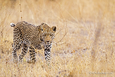 bildschöne Leopardin
