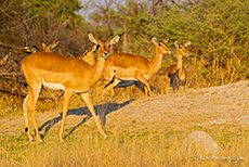 Impalas am Morgen