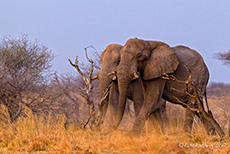 in der Dämmerung kommen noch zwei Elefantenbullen