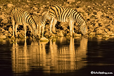 Zebras nachts am Wasserloch, Okaukuejo Camp, Etosha Nationalpark, Namibia