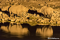 Spitzmaulnashörner (Black Rhino) nachts am Wasserloch, Okaukuejo Camp, Etosha Nationalpark, Namibia