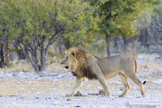 Löwenpascha bei Okaukuejo, Etosha Nationalpark, Namibia