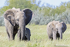 Elefantenfamilie, Etosha Nationalpark, Namibia